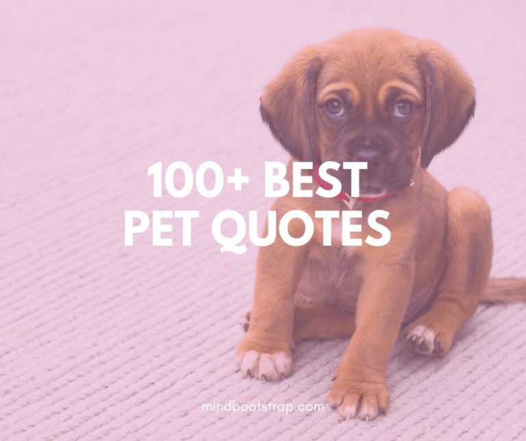 best pet quotes