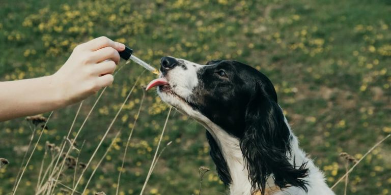 How to Use CBD Oil for Dogs