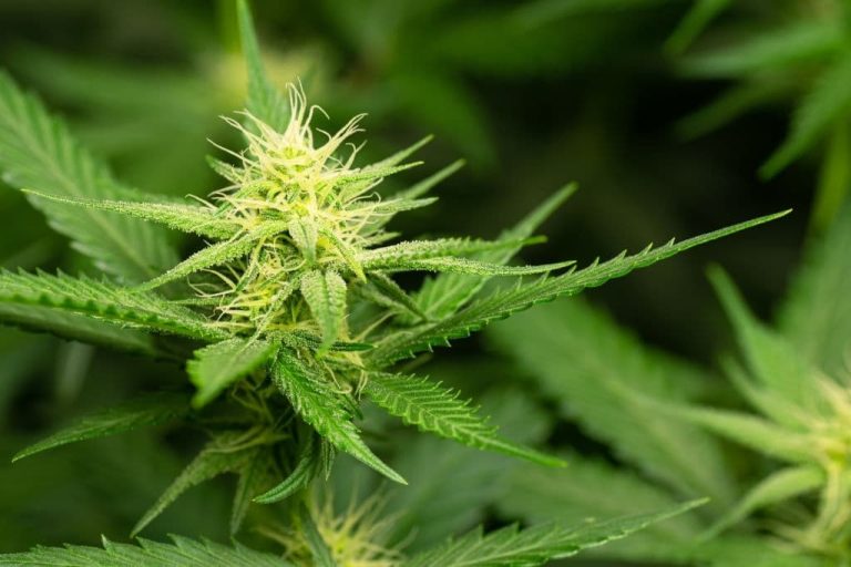 What Is Marijuana, and is it right for me?