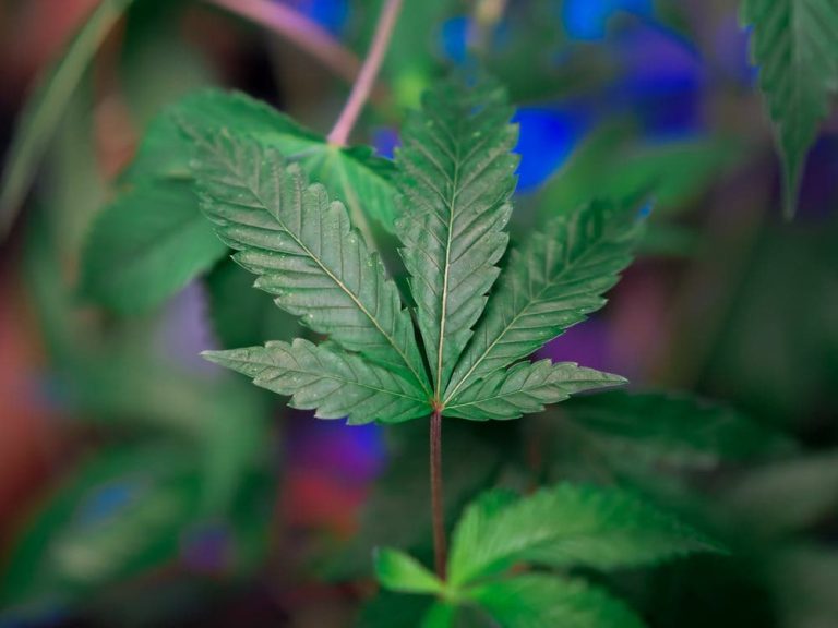 40 Stoner Quotes to Lift Your Spirits