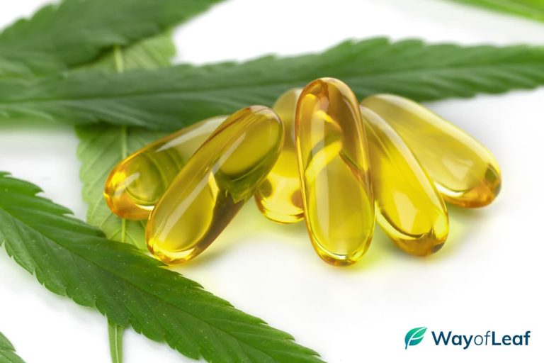 Delta 8 Gummies vs CBD Gummies for Beginners