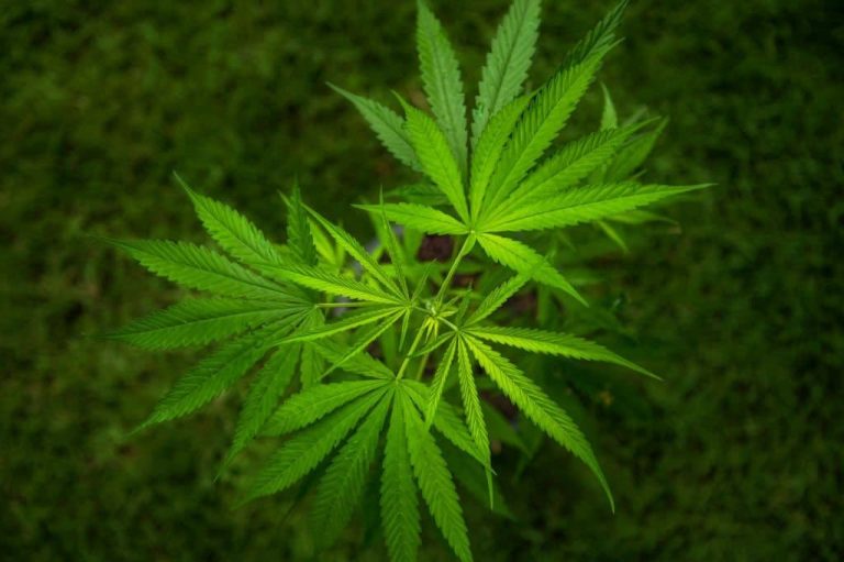 The Finer Points Of Selling Cannabis