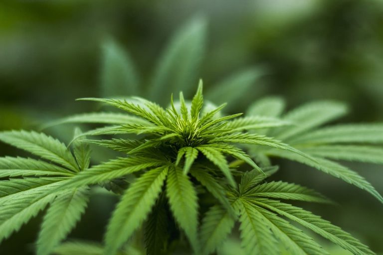 The Positive Effects of Marijuana on the Human Body