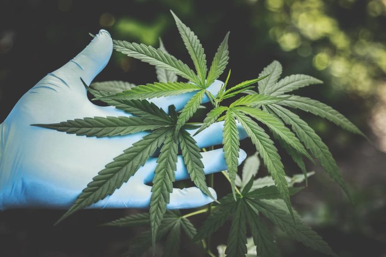 Ways To Get Premium CBD Products In Bulk